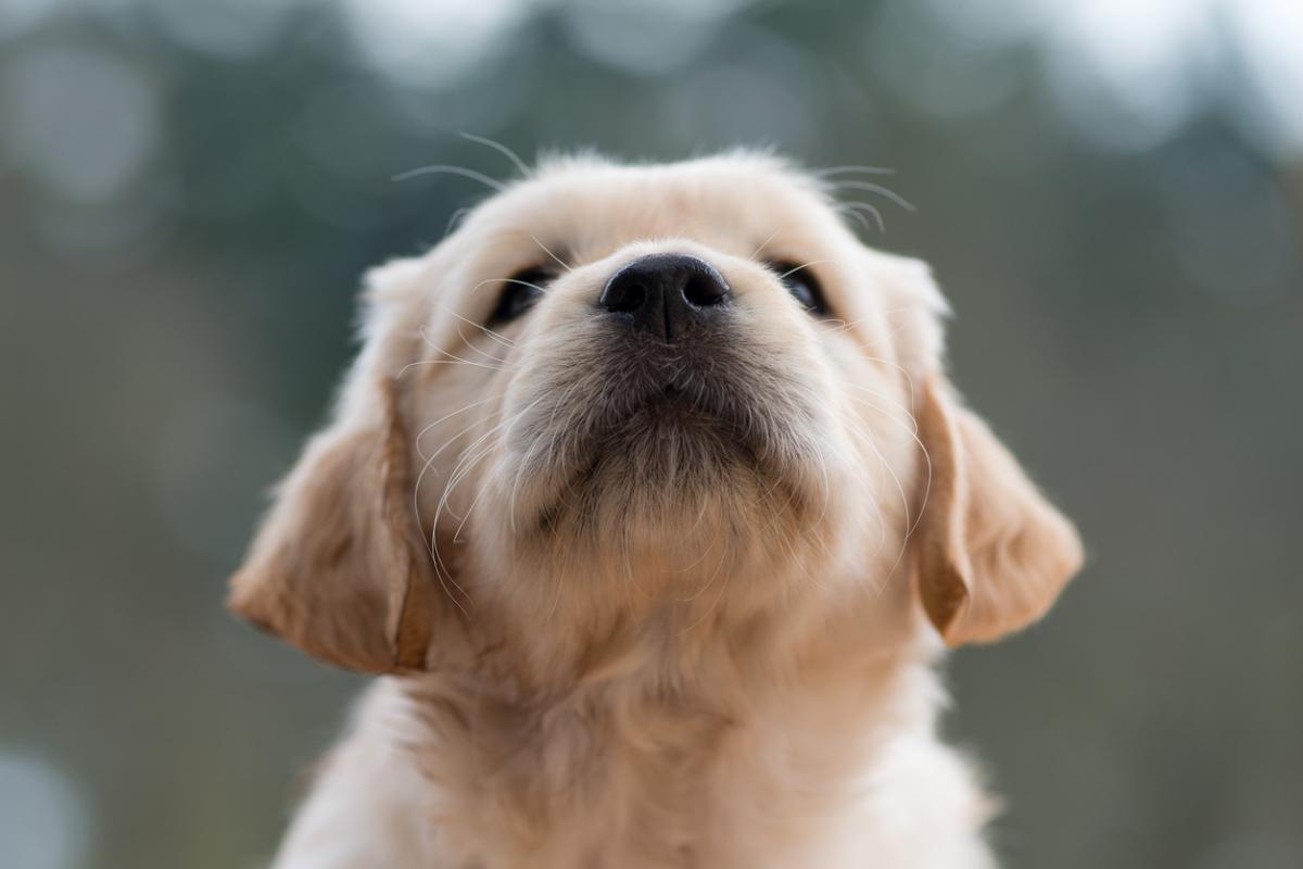 My Puppy Has a Dry Nose - What Does It Mean?