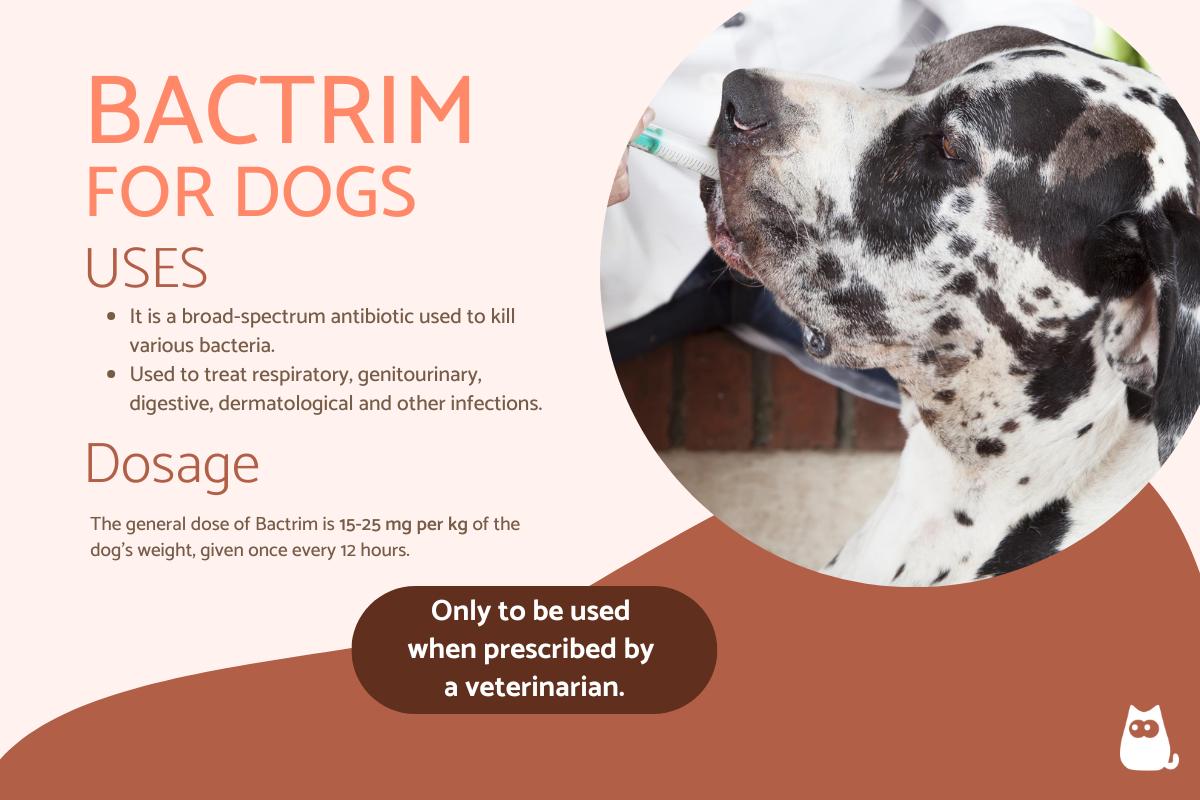 Bactrim for Dogs - Dosage, Uses and Side Effects