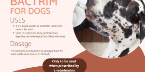 Bactrim for Dogs - Dosage, Uses and Side Effects