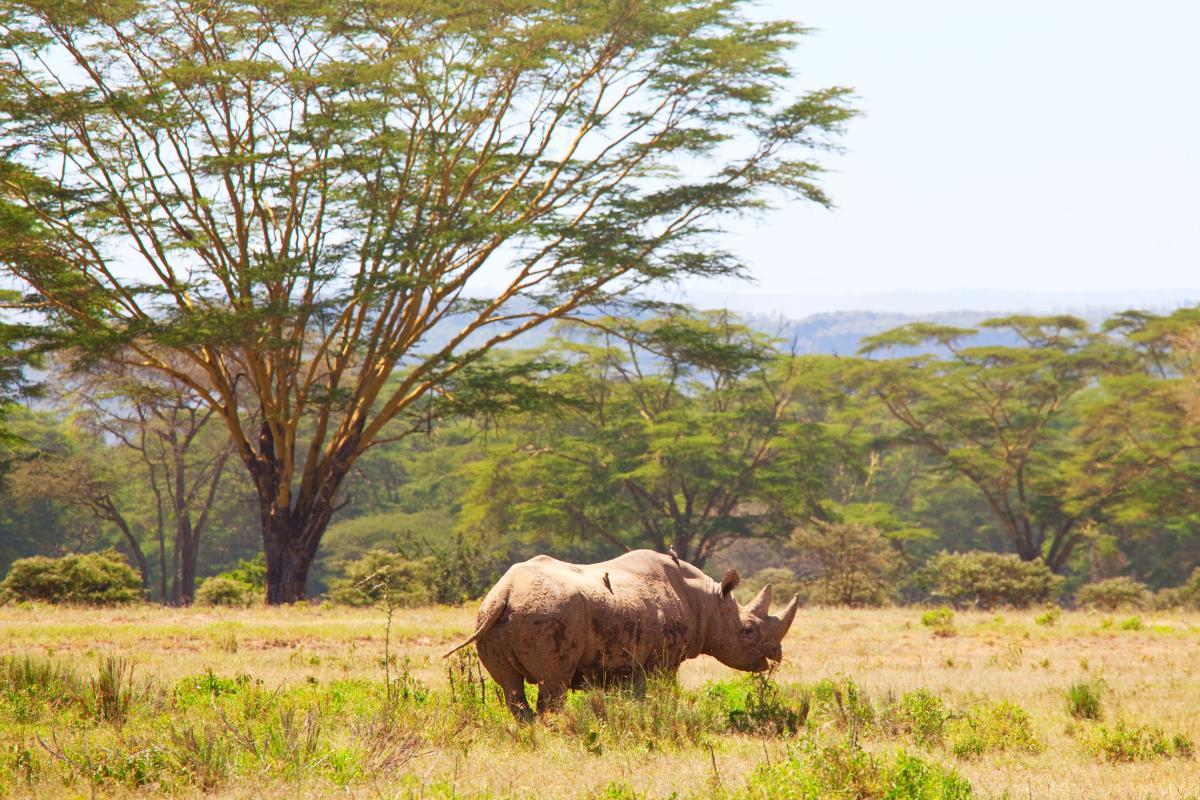 Where Do Rhinos Live?