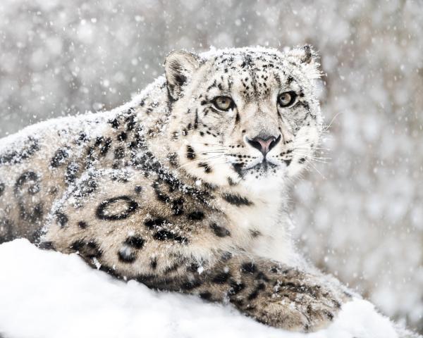 Why Are Snow Leopards Endangered? - Barren Mountains, shrinking natural habitats