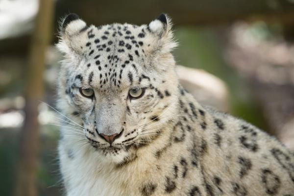 Why Are Snow Leopards Endangered? - Hunting and Poaching