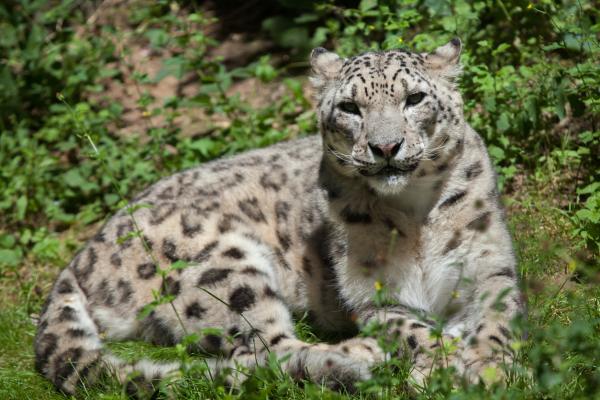 Why Are Snow Leopards Endangered?