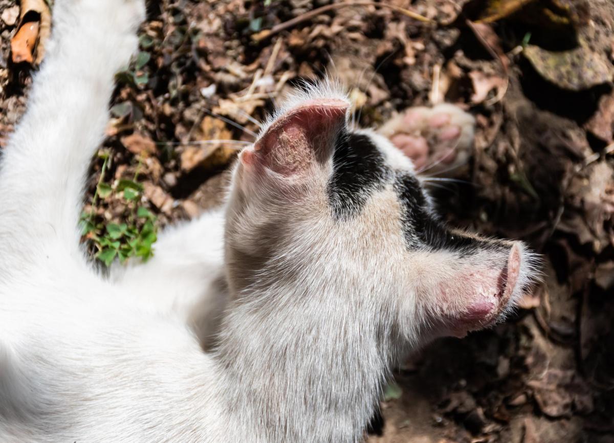 Solar Dermatitis in Cats - Causes, Symptoms and Treatment
