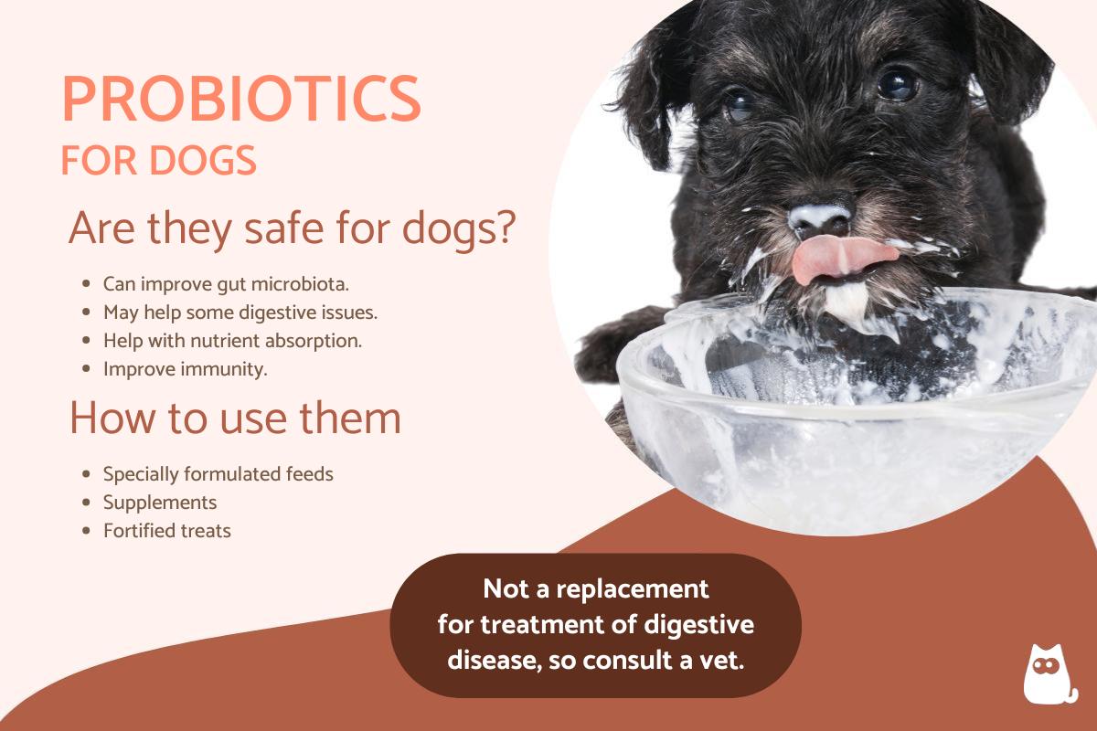 Stunning Good Probiotic Dog Food image