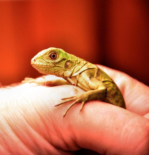 Feeding a Baby Iguana