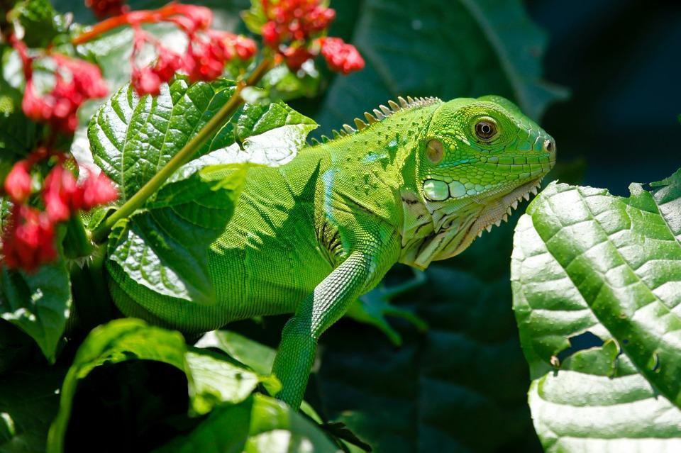 Feeding A Baby Iguana