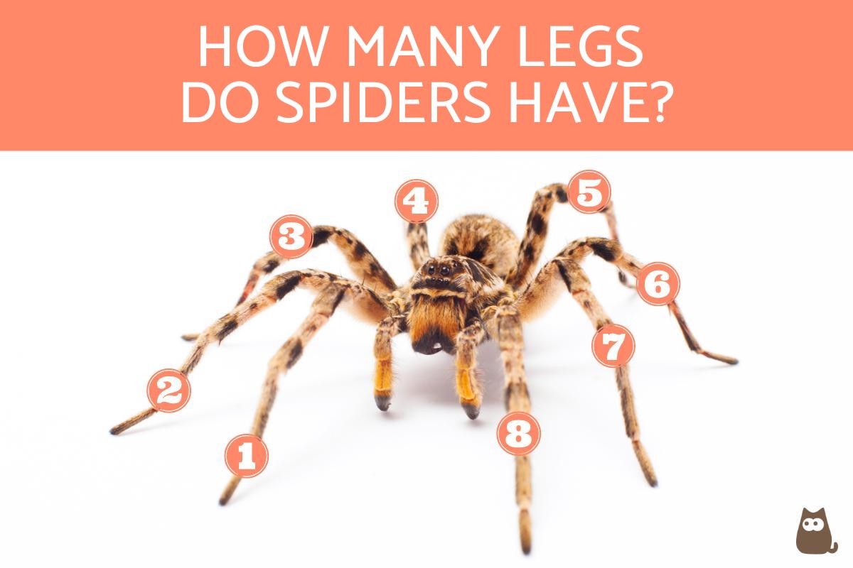 How Many Legs Does a Spider Have?