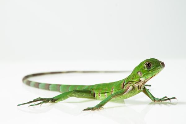 Feeding a Baby Iguana - Occasional food for iguanas