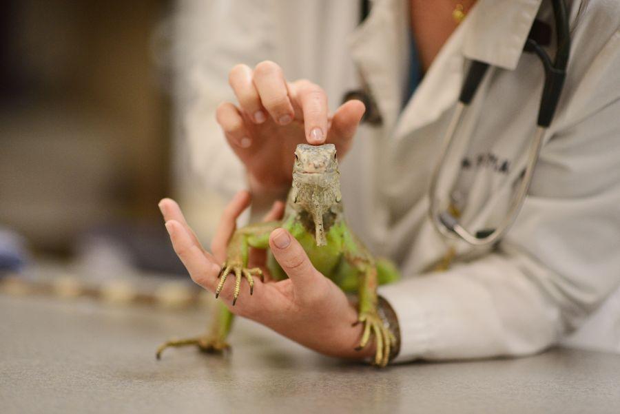 Feeding A Baby Iguana