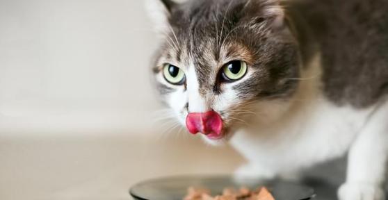 What Is the Healthiest Wet Cat Food?