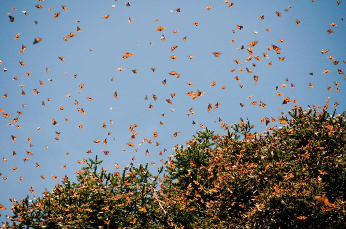 Where Do Monarch Butterflies Migrate?