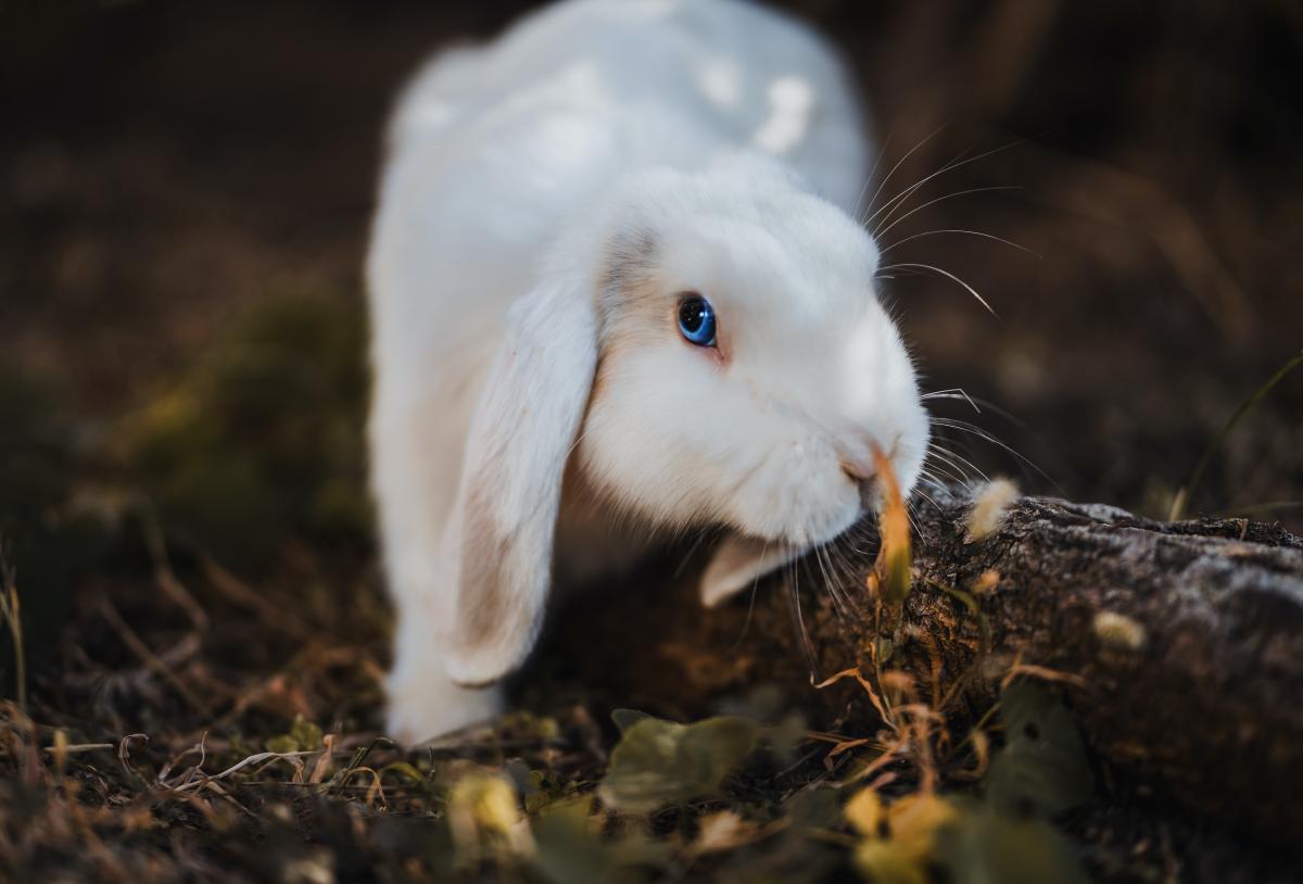Why Is My Rabbit Shaking and Breathing Fast