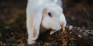Why Is My Rabbit Shaking and Breathing Fast