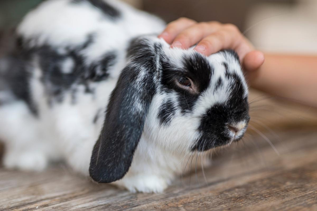 Do Rabbits Recognize Their Owners?