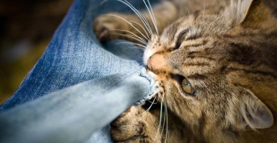 My Cat Is Chewing on Clothes
