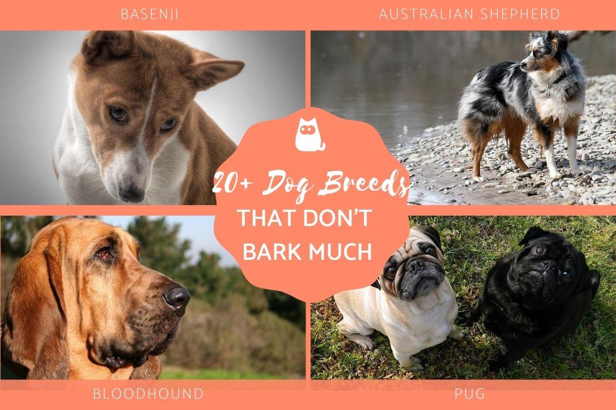 Dog Breeds That Don't Bark Much
