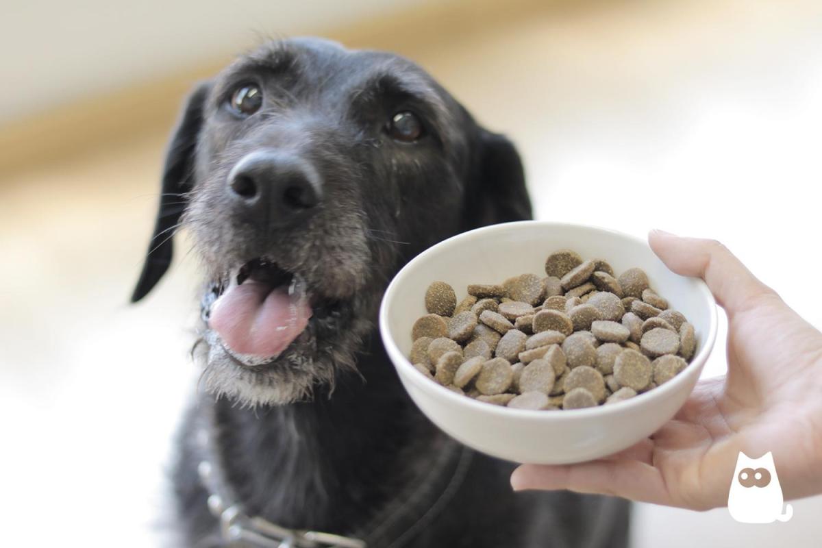 Food Intolerance in Dogs - Symptoms and Diet