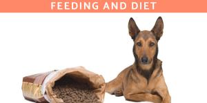 Best Food for a Belgian Malinois