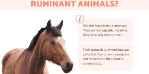 Are Horses Ruminant Animals?