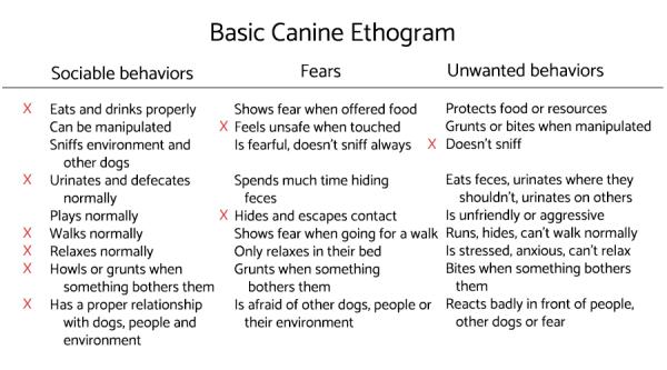 How to Make a Dog Ethogram - Example of a canine ethogram
