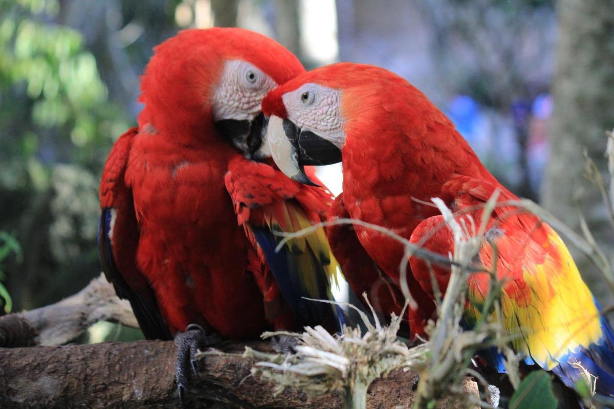 How Do Parrots Mate and Breed? - The Reproductive Process of Parrots