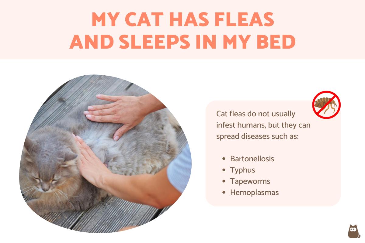 My Cat Has Fleas and Sleeps in My Bed