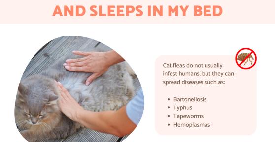 My Cat Has Fleas and Sleeps in My Bed