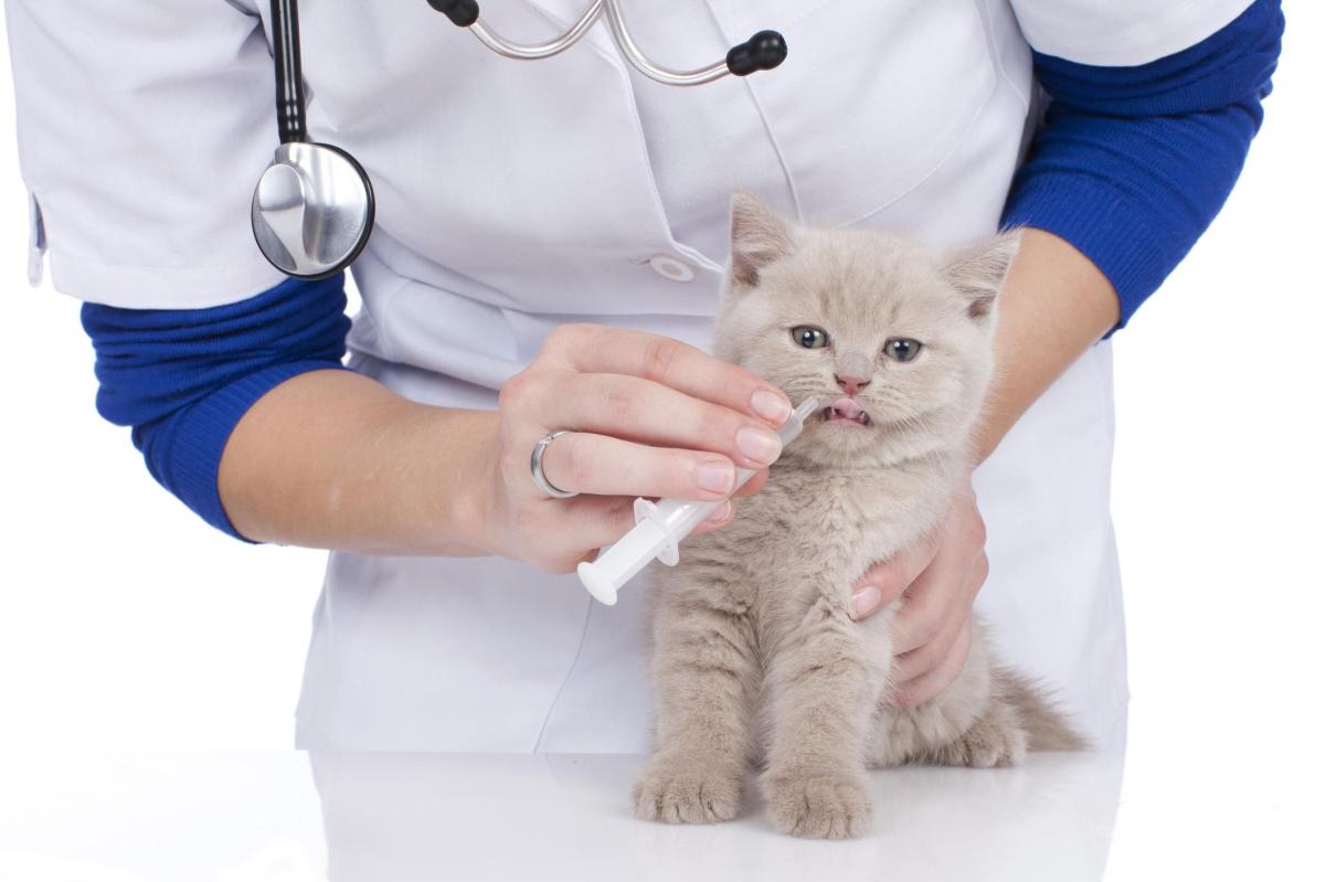 Procox for Cats - Dosage, Uses and Side Effects
