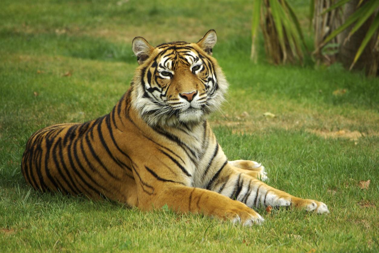 Types of Tigers Around the World: Tiger Subspecies