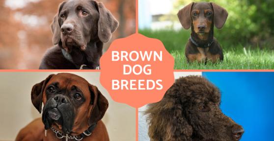 Brown Dog Breeds - Large and Small