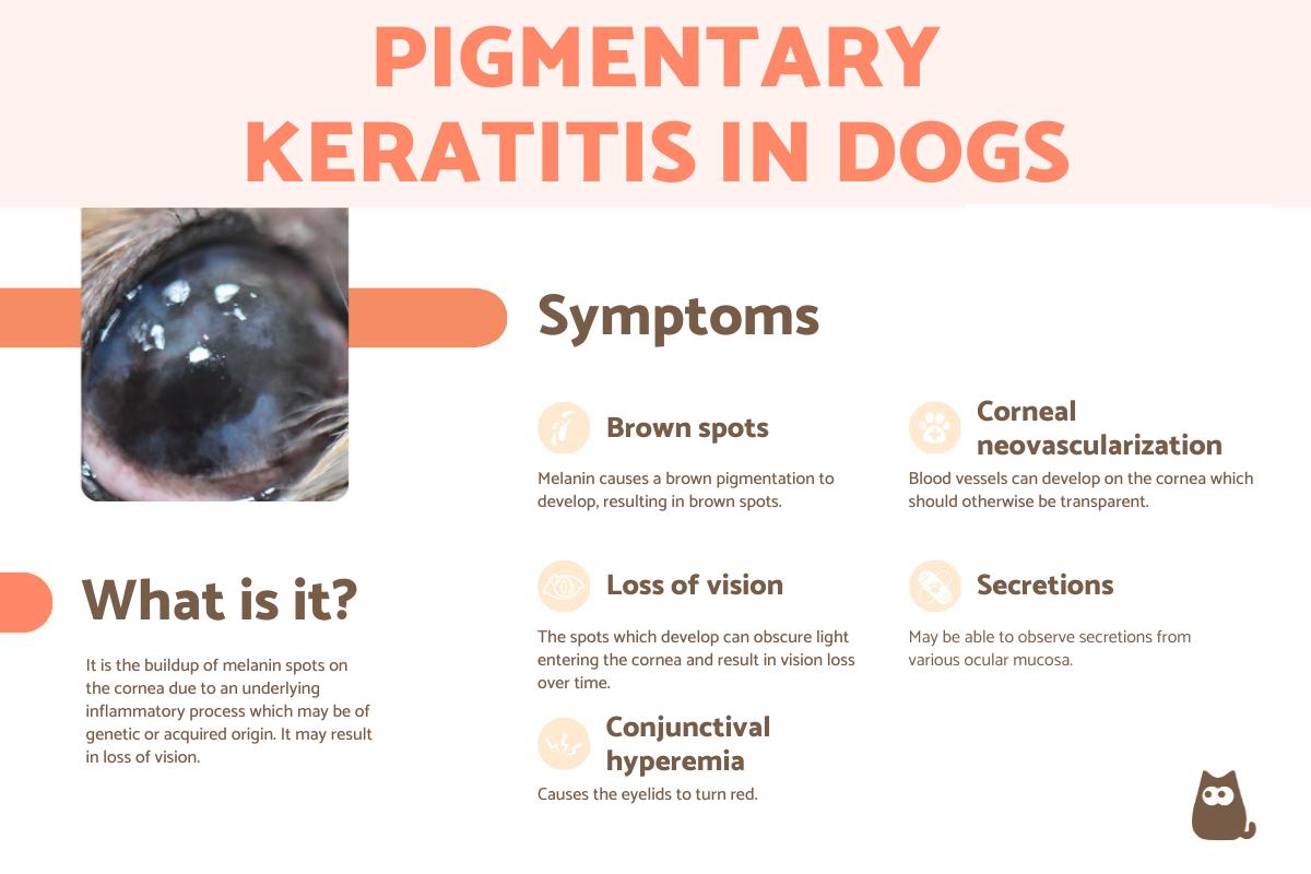 Pigmentary Keratitis in Dogs