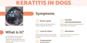 Pigmentary Keratitis in Dogs