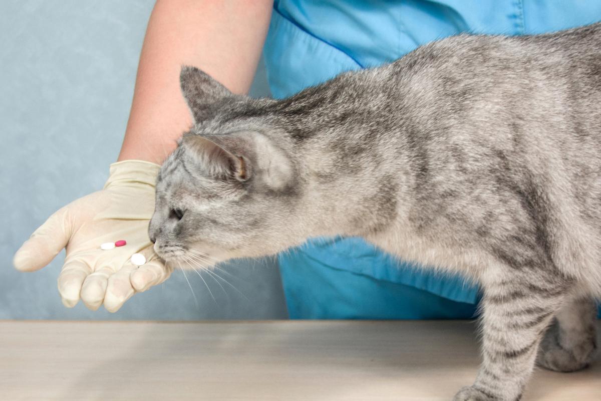 Apoquel for Cats - Dosage and Side Effects