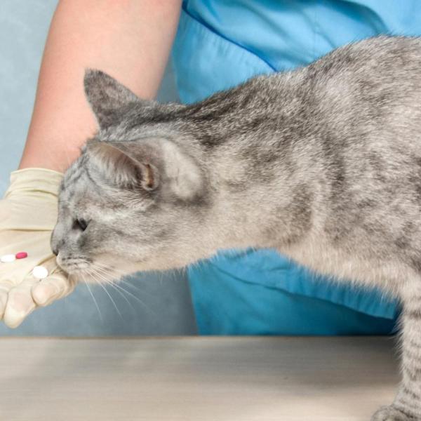 Apoquel for Cats Dosage Side Effects and Contraindications