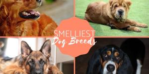 Dog Breeds That Smell the Most