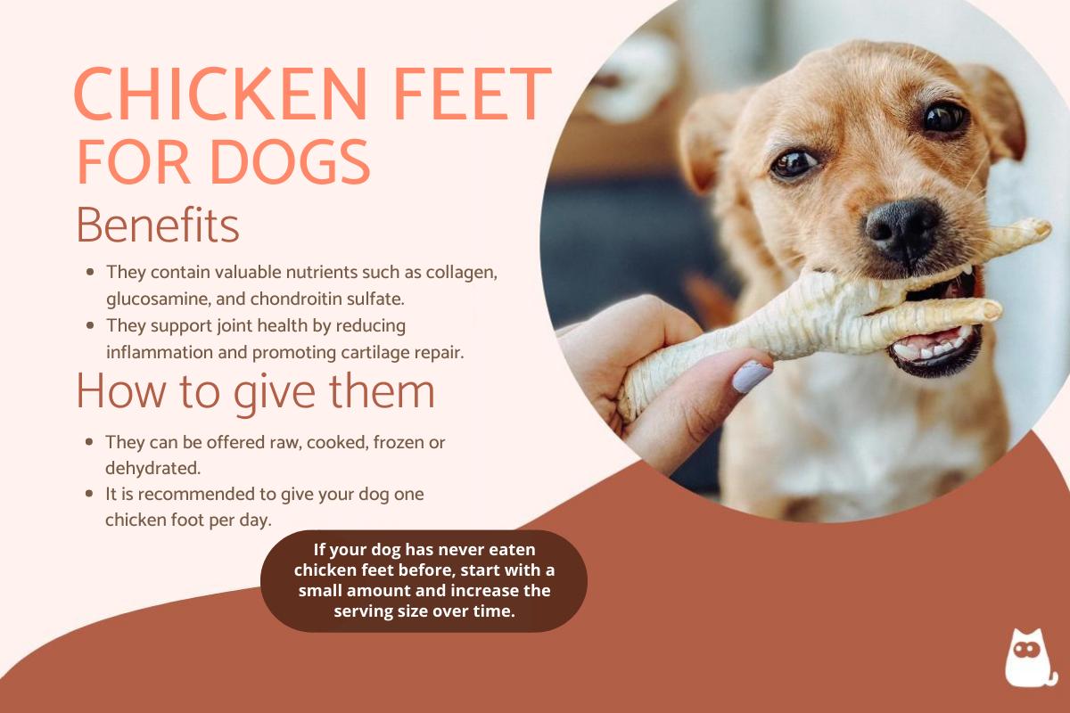Can Dogs Eat Chicken Feet?