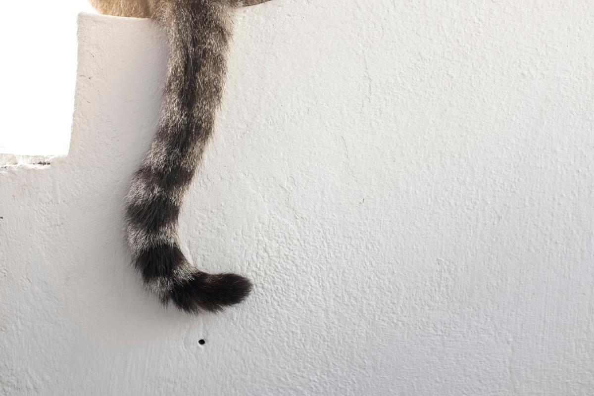 Why Does My Cat's Tail Vibrate?