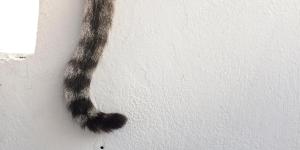 Why Does My Cat's Tail Vibrate?