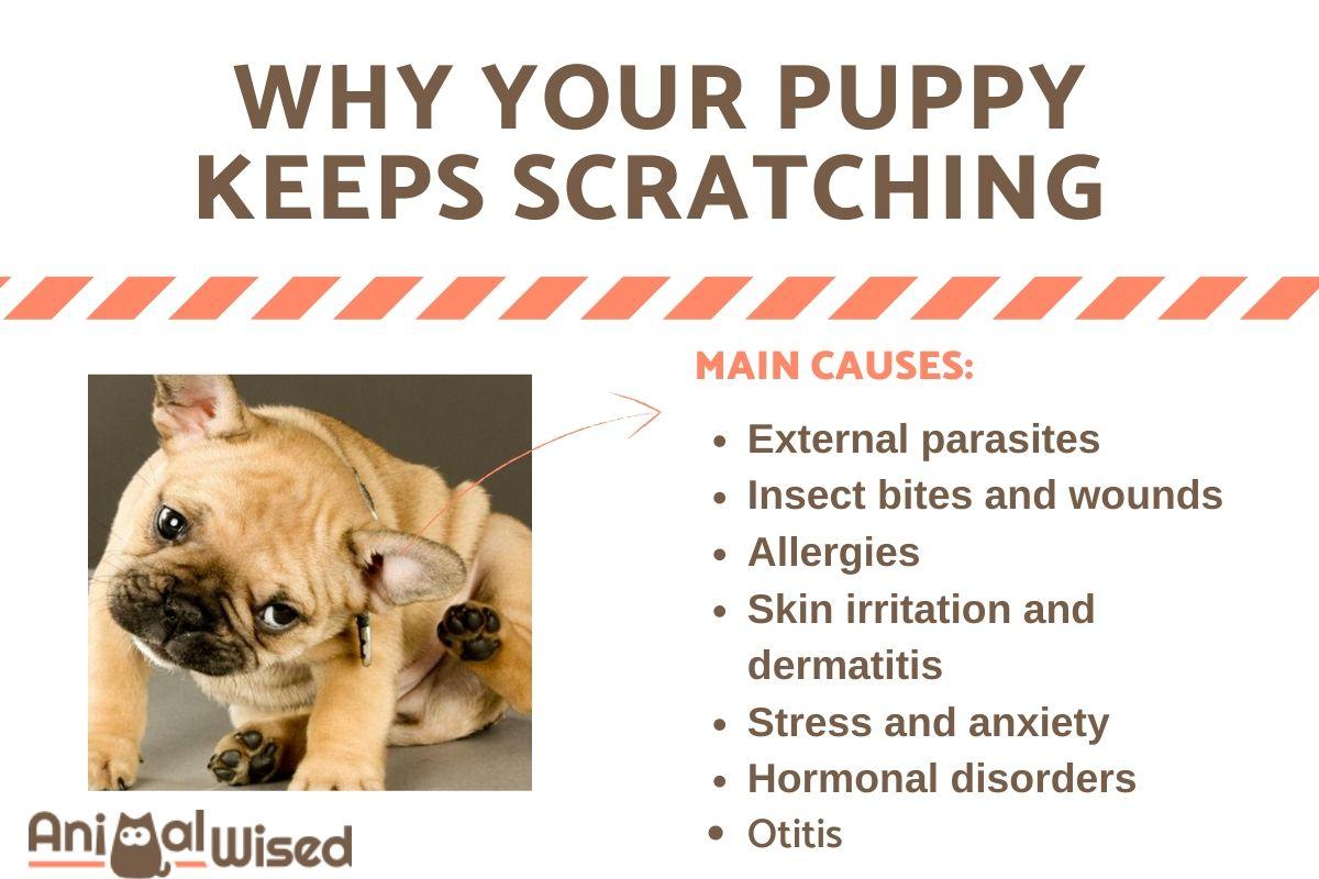 My Puppy Keeps Scratching and Itching