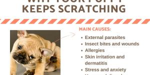 My Puppy Keeps Scratching and Itching