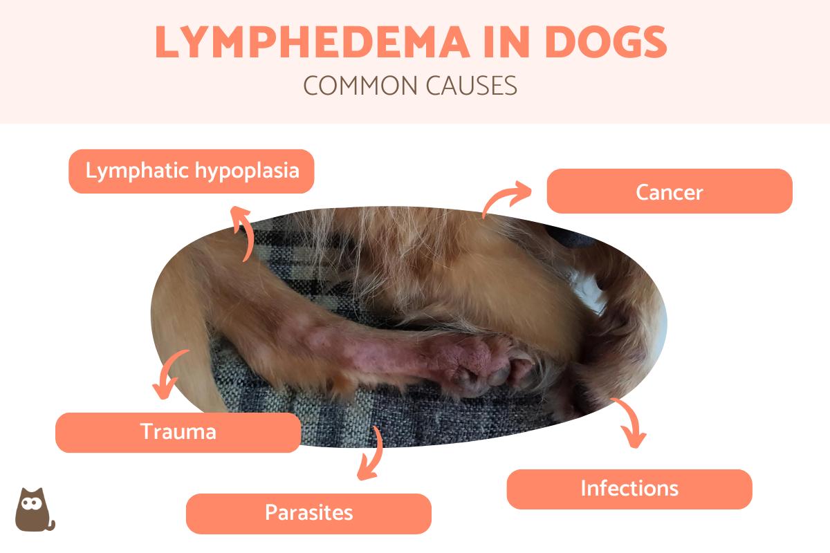 Lymphedema in Dogs - Swollen Limbs