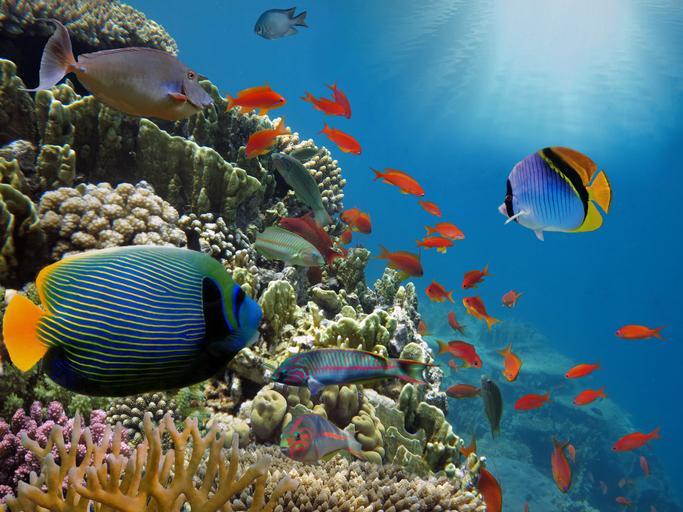 How Long is A Fish Pregnant? - Pregnancy in Fish