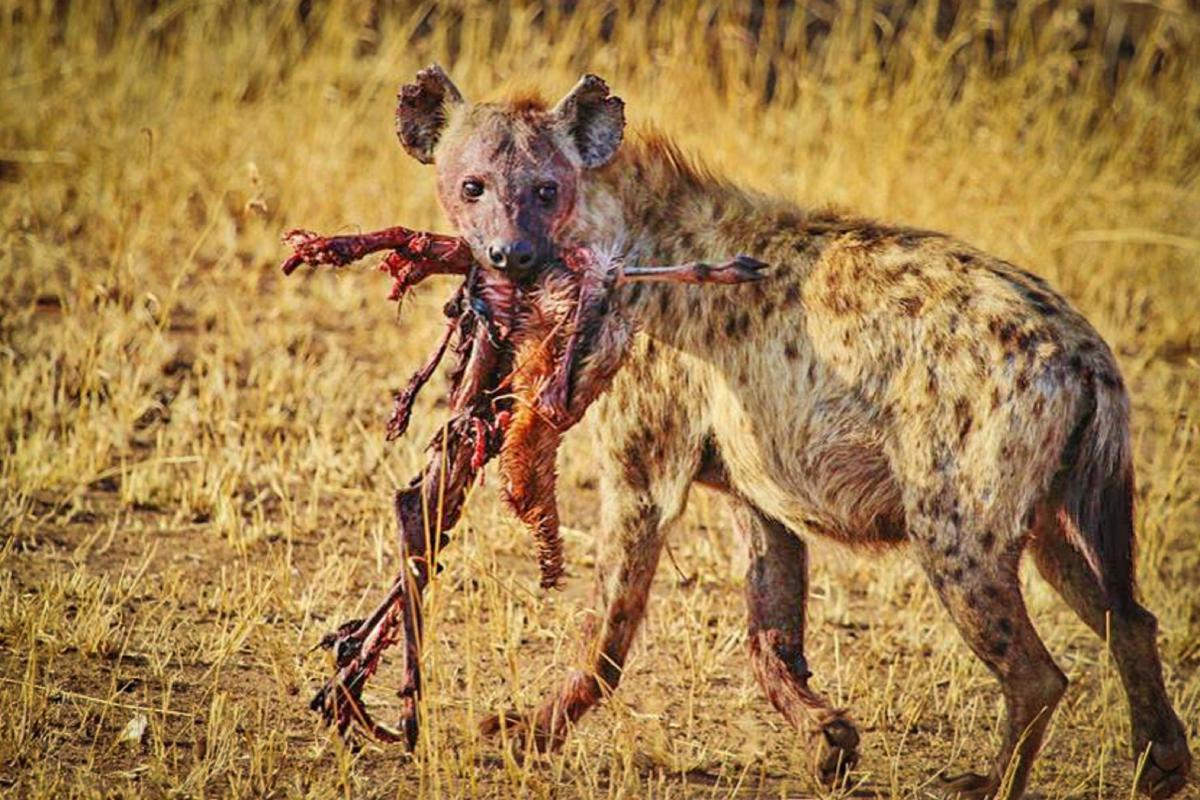What Do Hyenas Eat?
