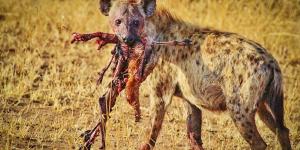 What Do Hyenas Eat?