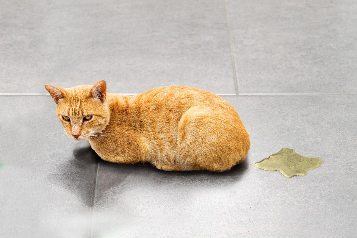 How Do I Get My Cat to Stop Peeing outside the Litter Box?