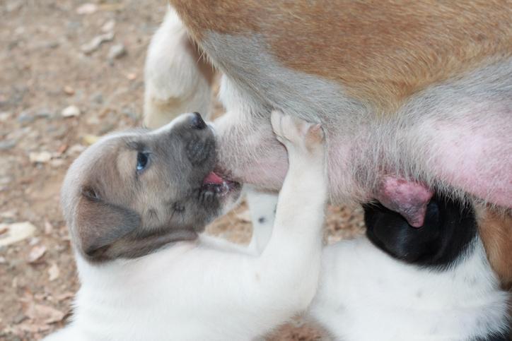 How to Dry Up a Dog s Milk Supply Remedies and Advice