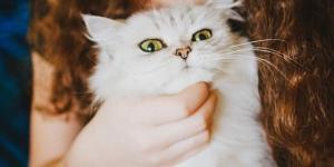 Tips to Make your Cat's Coat Shiny