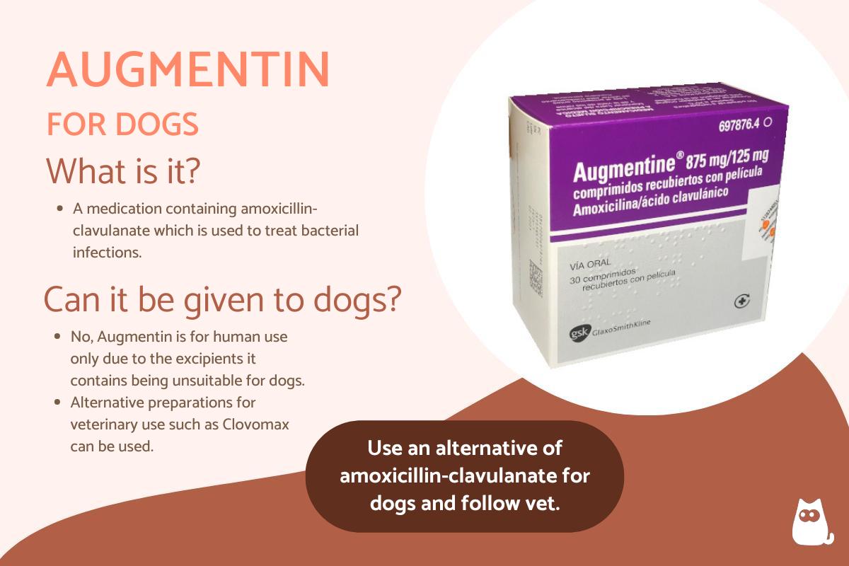Augmentin for Dogs - Dosage and Uses