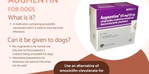 Augmentin for Dogs - Dosage and Uses